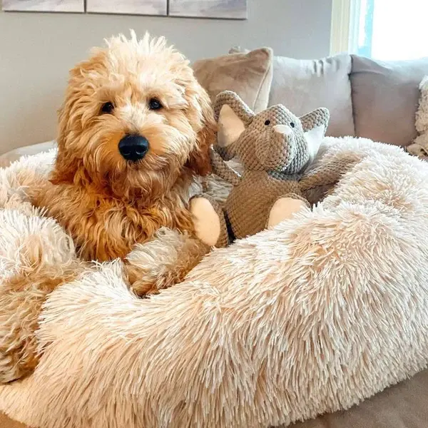 Calming Donut Cat Bed — Round Plush Bed for Cats & Small Dogs